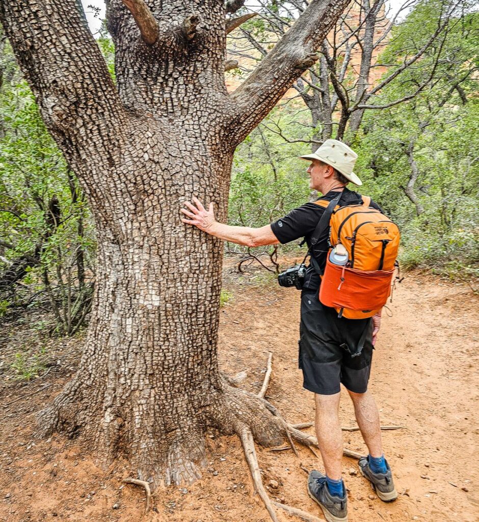 One of the good-sized trees we saw with interesting bark along the Fay Canyon trail