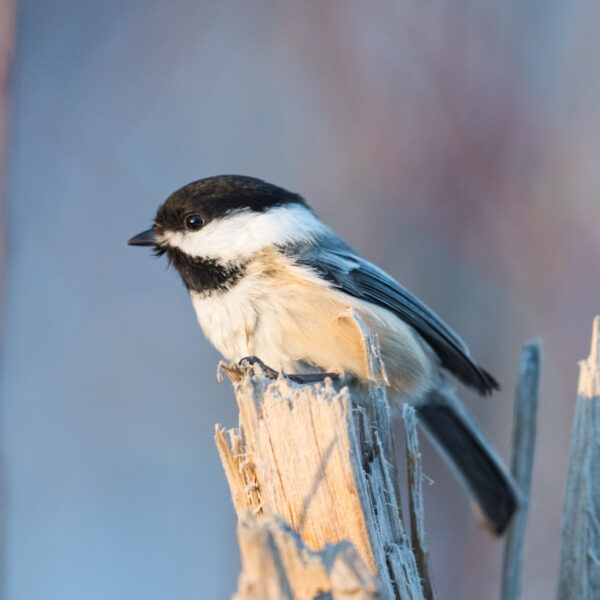 Black-Capped Chickadee