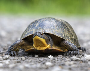 Blandings Turtle on road