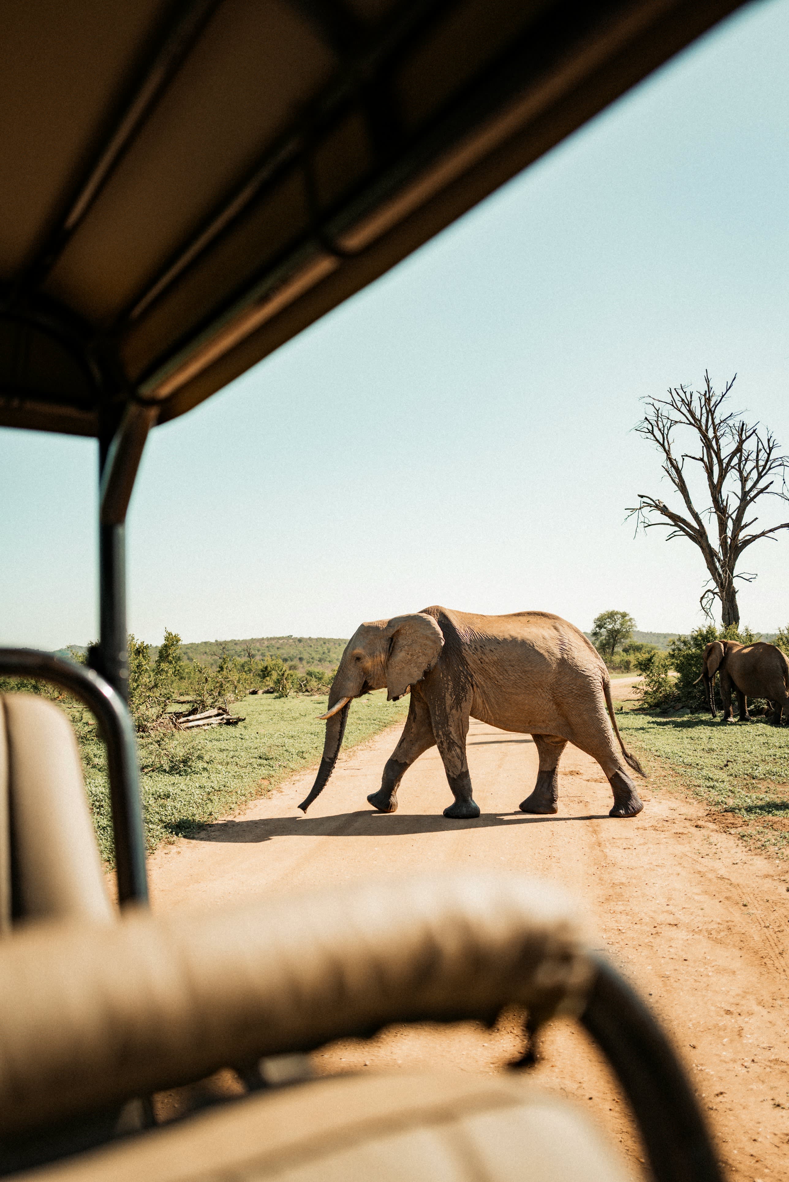 Elephant crossing a dirt safari road, viewed from an open game vehicle, with savanna landscape and bare trees in background.