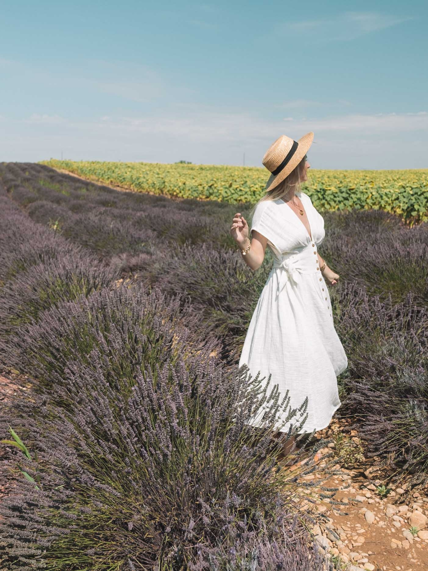 Lavender fields in Provence France in Summer