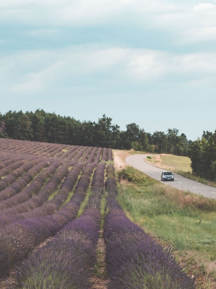 Lavender fields in Provence France