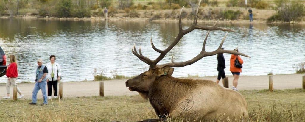 Estes Park Elk Fest