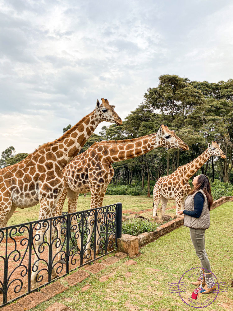 Harpreet looking up at 3 giraffes