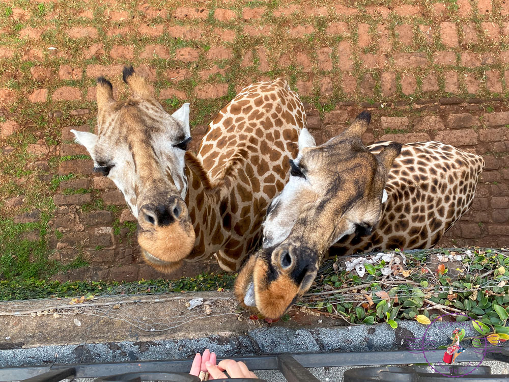 Feeding Salma and Betty from the balcony in the morning