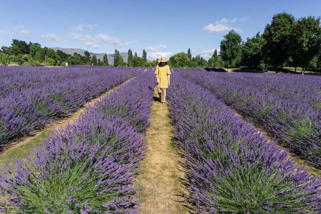 lavender farm photo location New Zealand