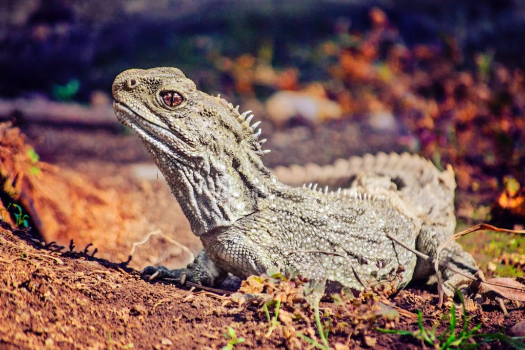 tuatara picture ti point reptile park attraction leigh