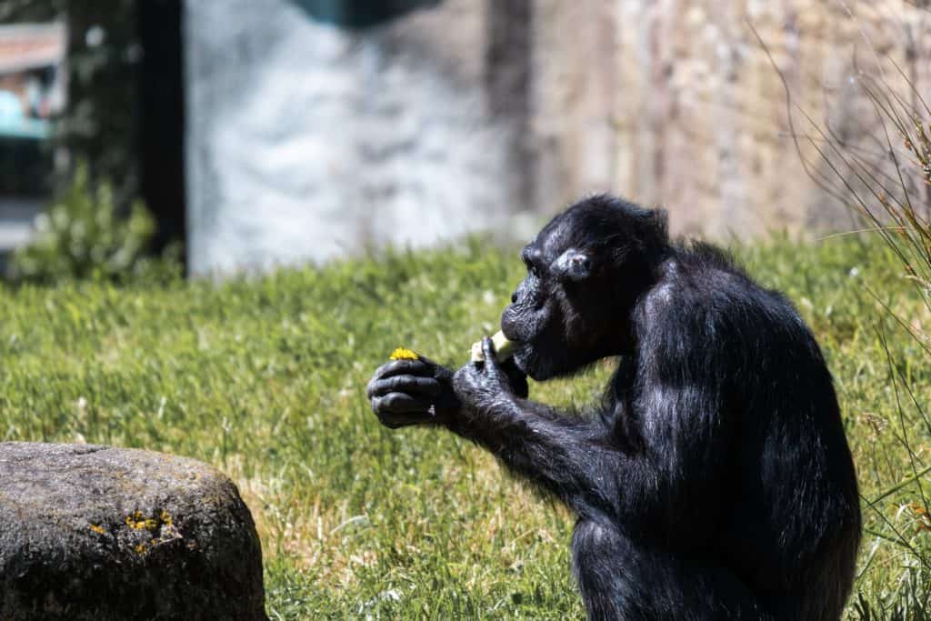 monkey at wellington zoo