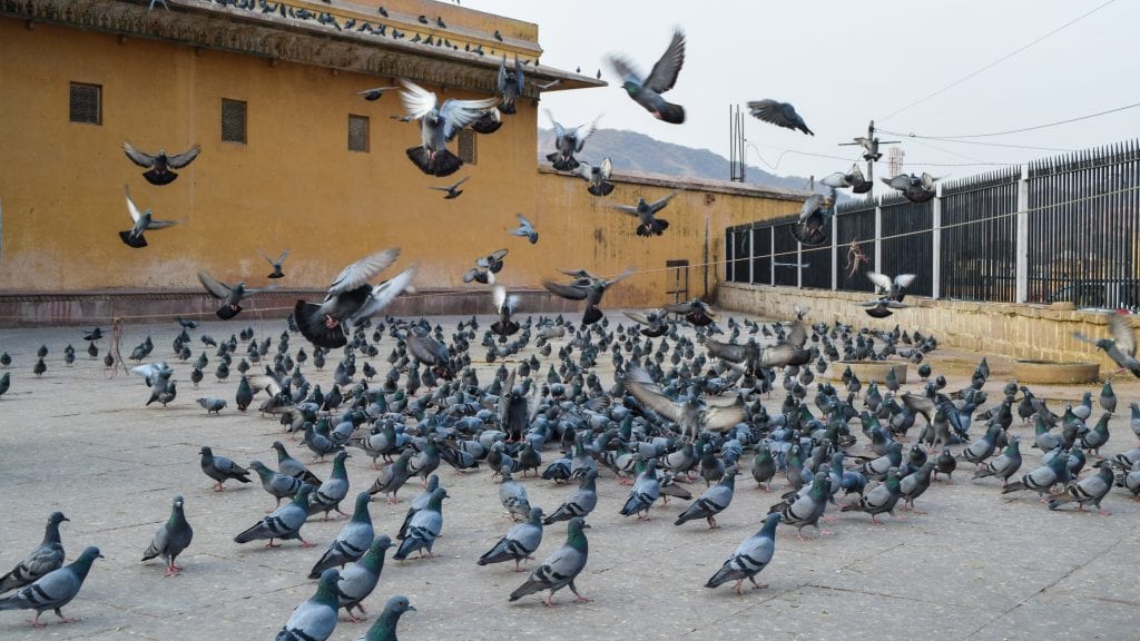 Pigeons inside Amber Palace
