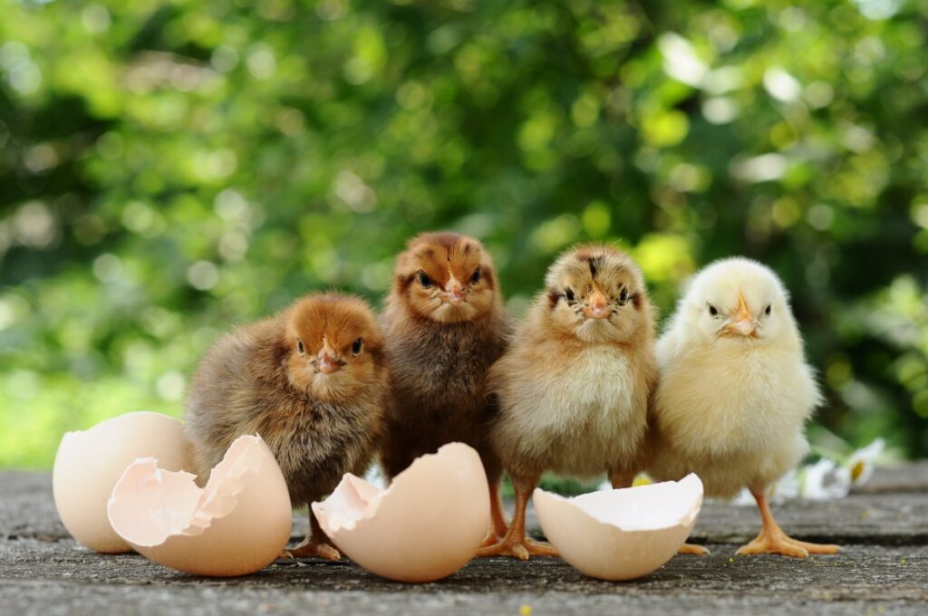 Small chicks and egg shells