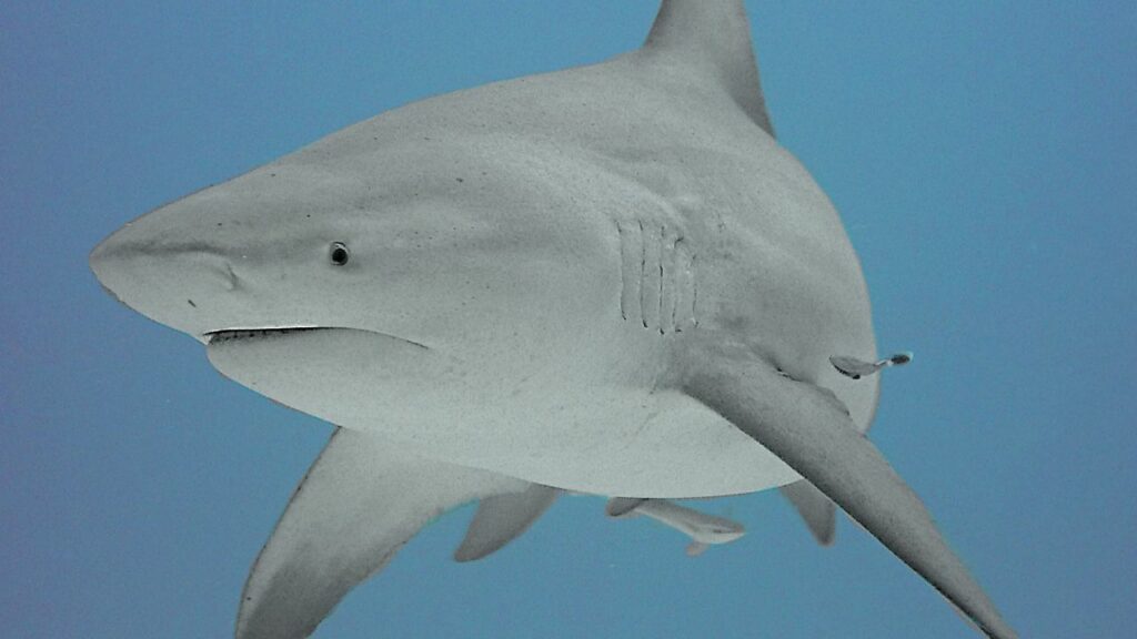 Bull Shark