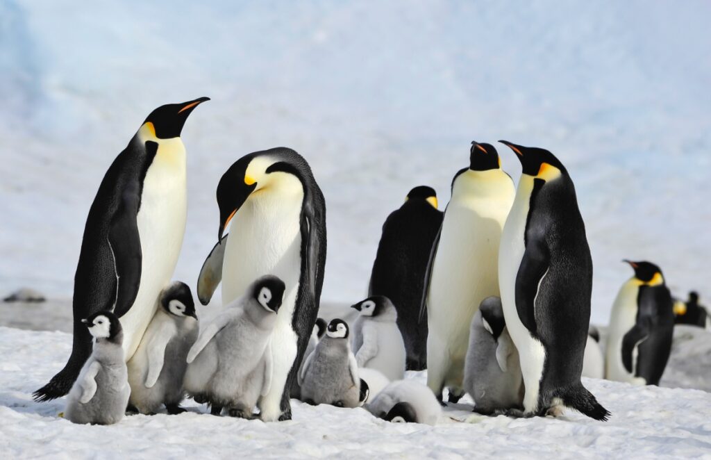 Emperor Penguins with chicks