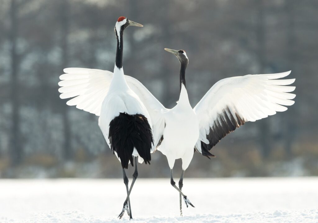 Red Crown Cranes