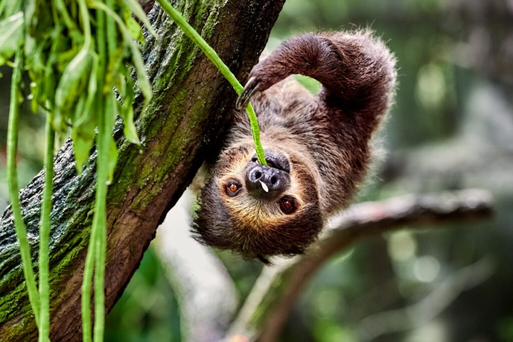 Baby Sloth