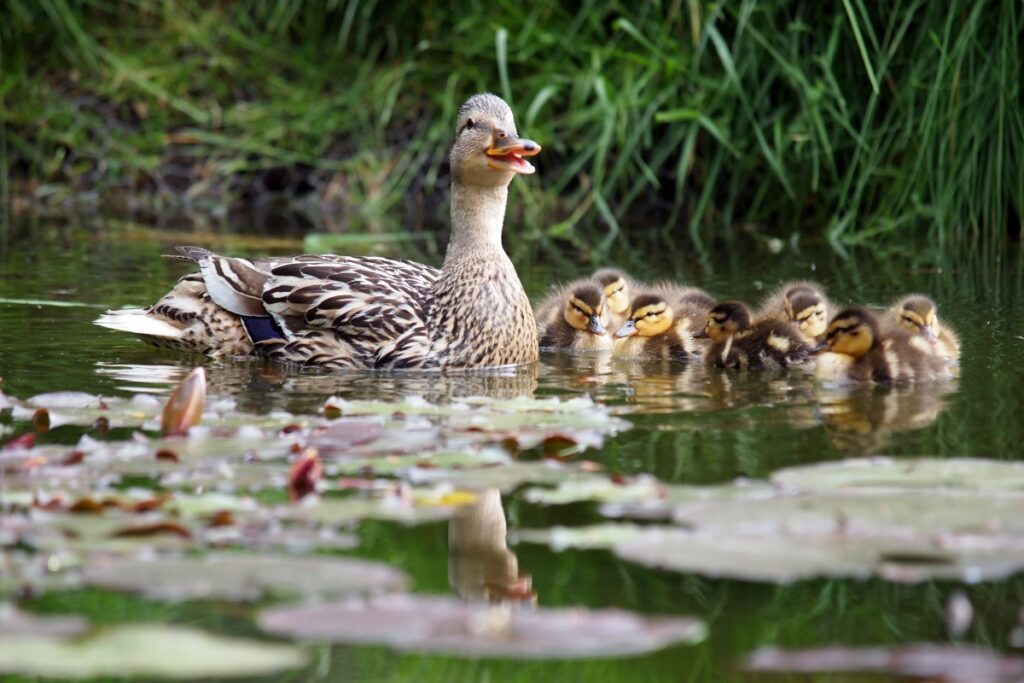 Momma duck and ducklings