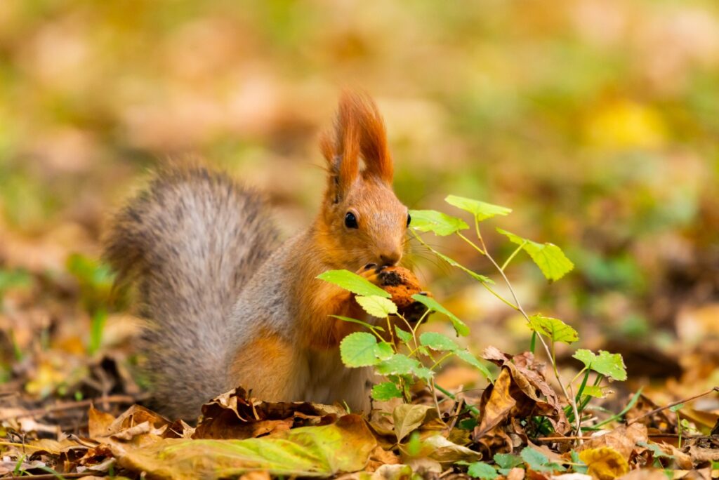 A red squirrel or Sciurus vulgaris also called Eurasian red sguirrel in autumn park forest. Autumn squirrel portrait.