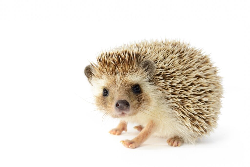 Hedgehog (erinaceus albiventris) isolated on white background.