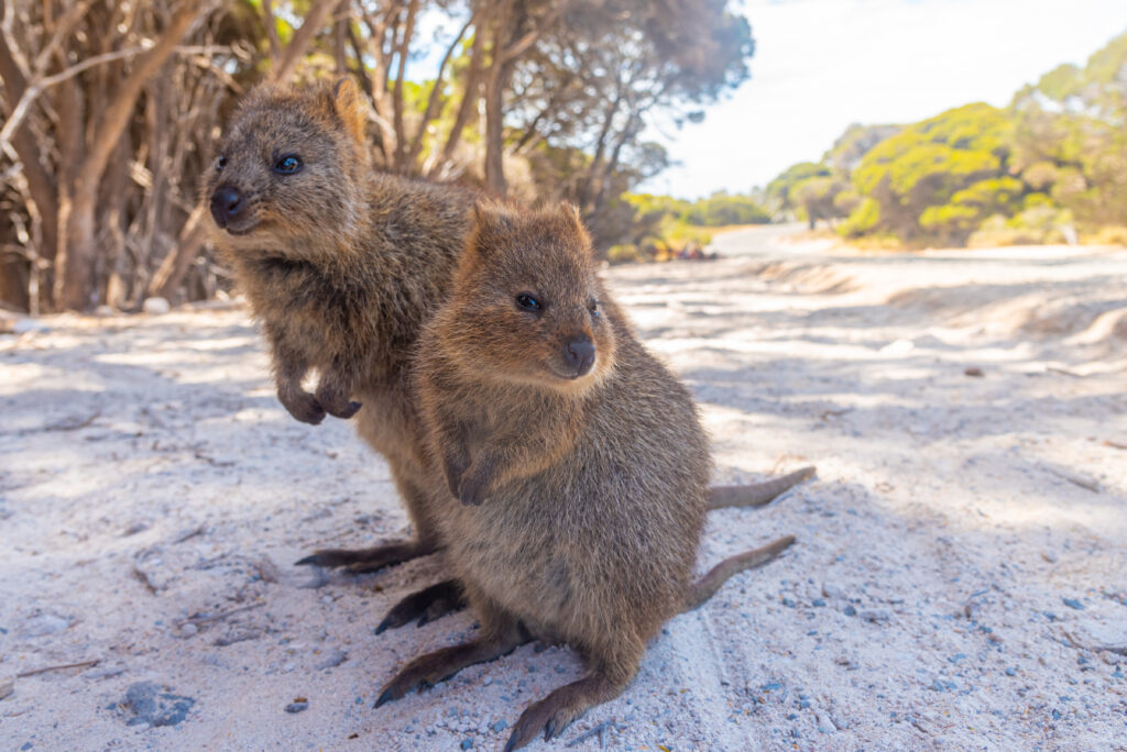 Quokka living at Rottnest island near Perth, Australia