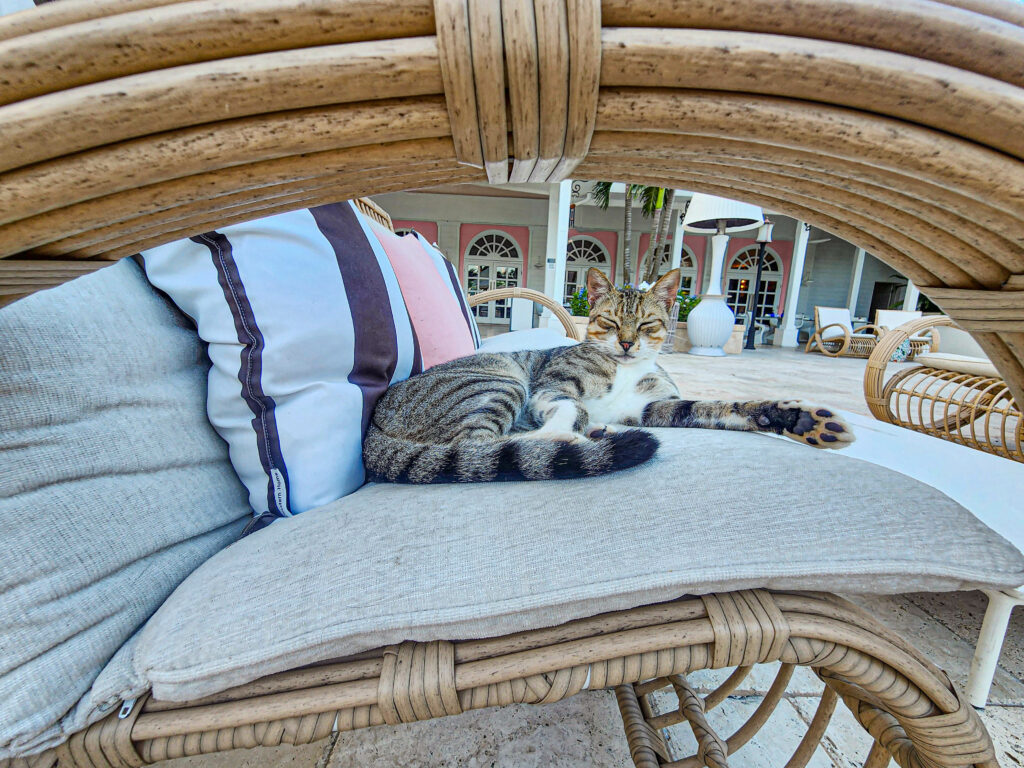 Chilling cat Sandals Royal Bahamian Resort Nassau Bahamas