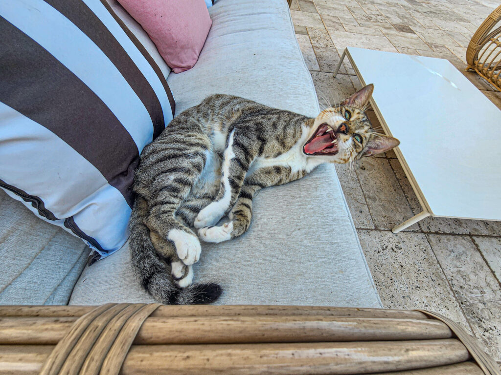 Yawning cat Sandals Royal Bahamian Resort Nassau Bahamas