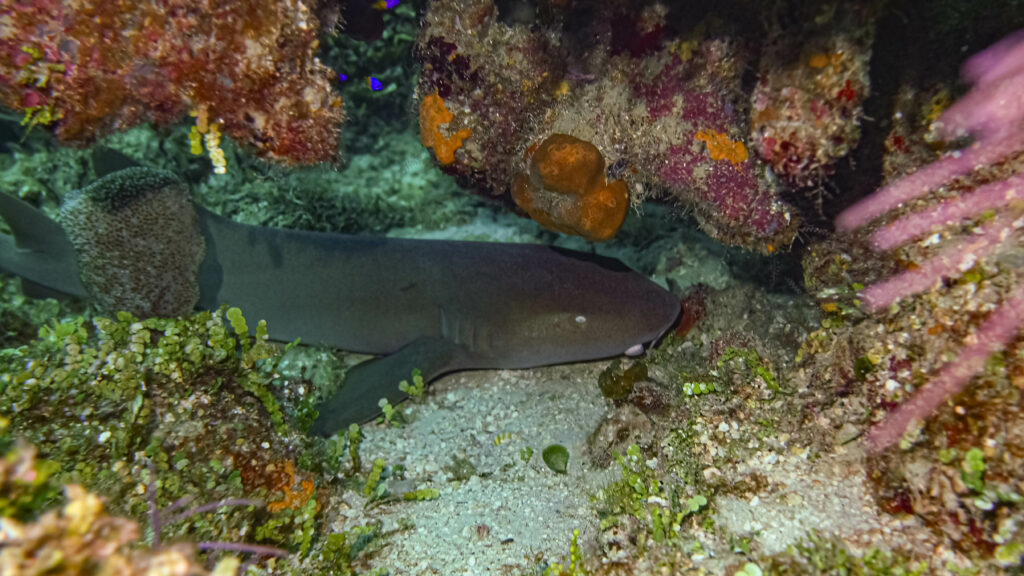 Nurse shark Diving at Sandals Royal Bahamian