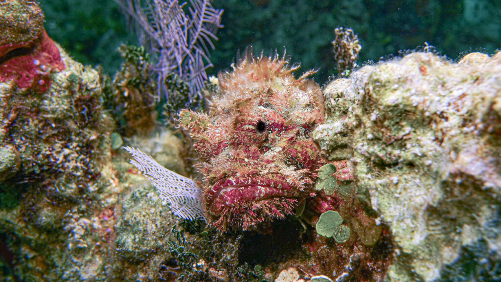 Stonefish Diving at Sandals Royal Bahamian