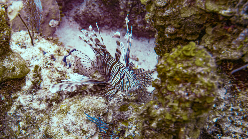 Lionfish Diving at Sandals Royal Bahamian