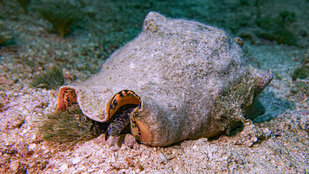 Conch Diving at Sandals Royal Bahamian