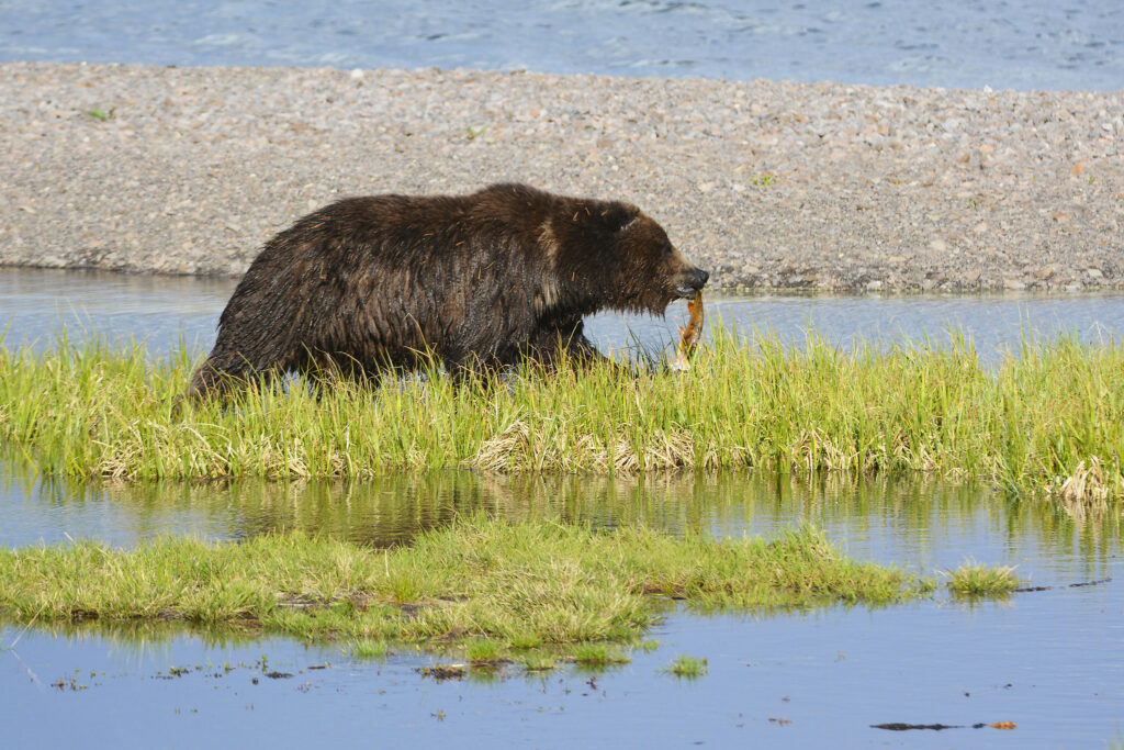 Grizzly bear walks along lake in Yellowstone