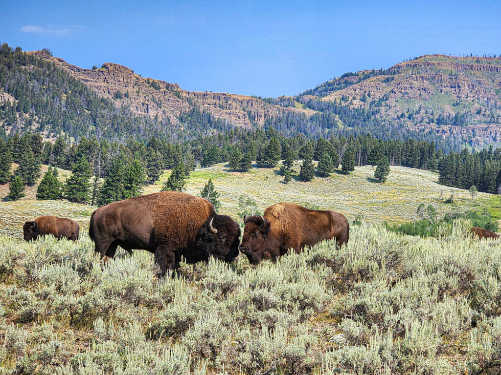 Buffalo Lamar Valley Yellowstone