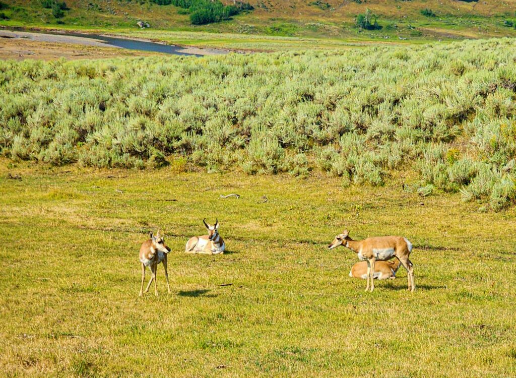 Lamar Valley Yellowstone