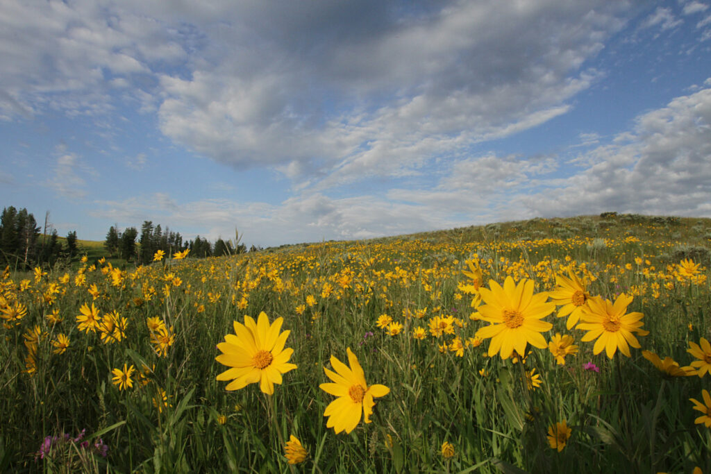 Helianthella flowers Yellowstone