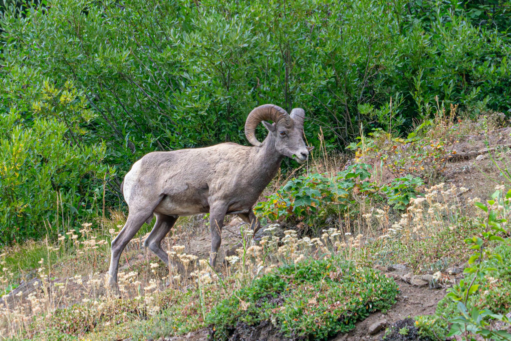 Big horn sheep Yellowstone National Park