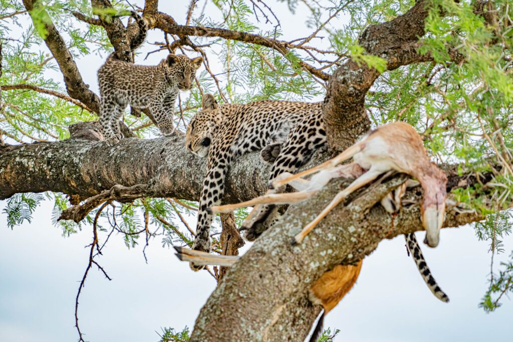 Leopord mother and cub Tanzania Africa - Is it lunch time yet mom?