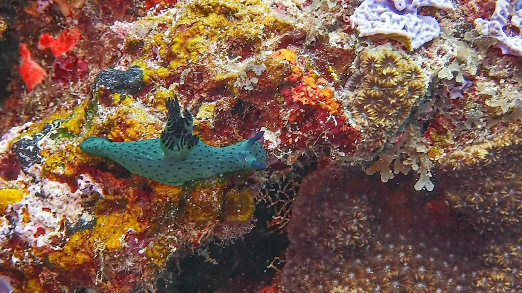 Scuba Diving Mafia Island Tanzania Africa