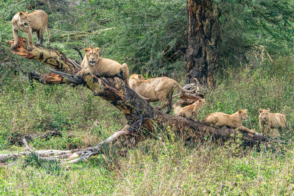 Lion family on a log Ngrongro Crater National Park Tanzania Africa