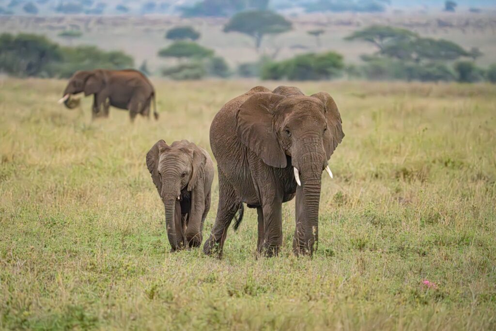 Elephant adult and juvenile Serengeti National Park Tanzania Africa