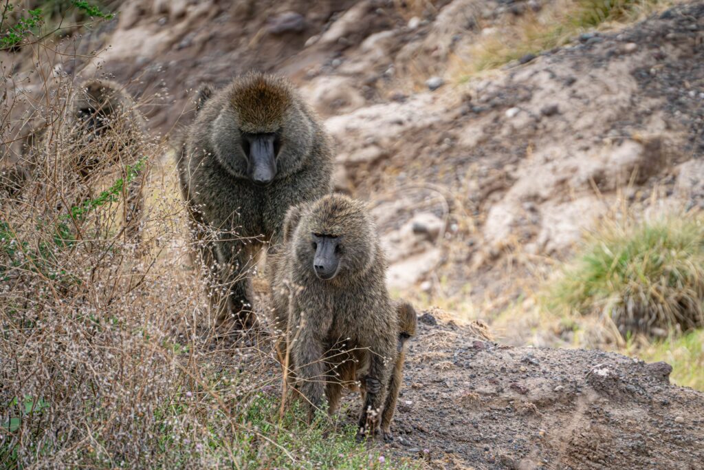 Baboons Tanzania Africa