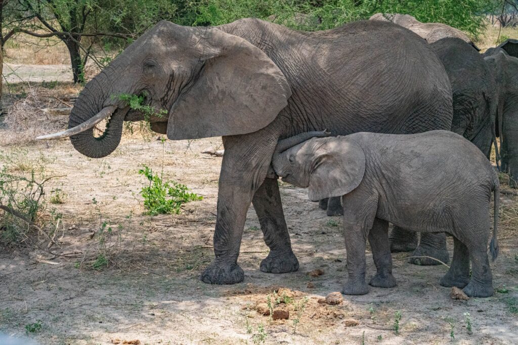 Baby elephant nursing Tarangire National Park Tanzania Africa