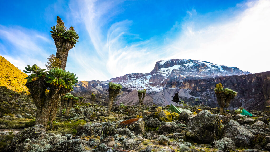 Mt. Kilimanjaro - Africa