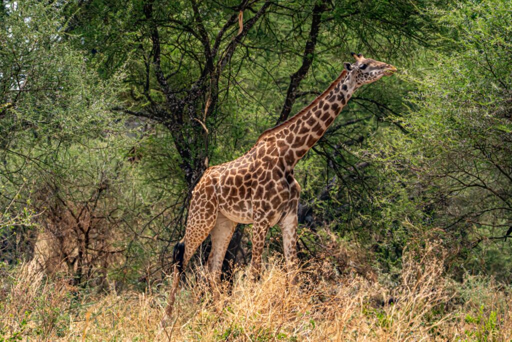 Giraffe eating Tarangire National Park Tanzania Africa