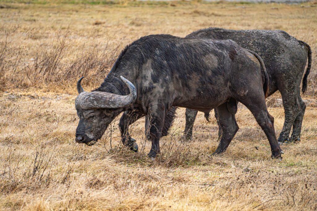 Water Buffalo Ngrongro Crater National Park Tanzania Africa