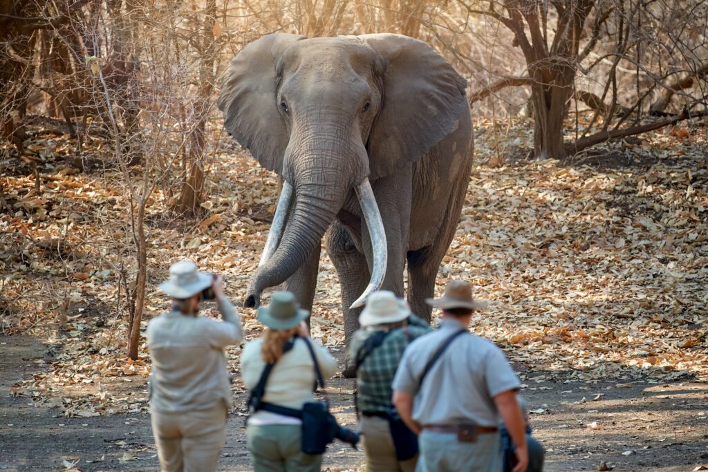 Walking safari