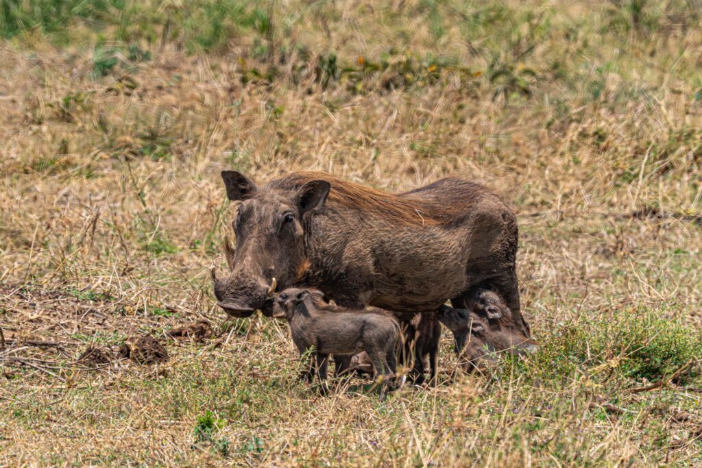 Mother warthog and babies Ngrongro Crater National Park Tanzania Africa