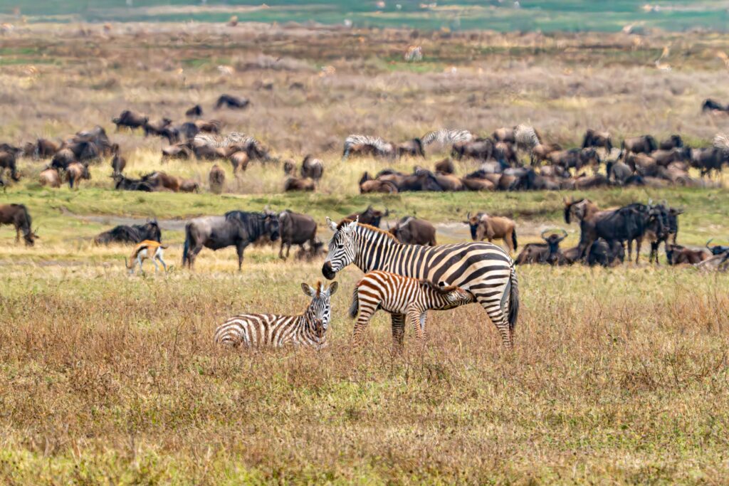 Nursing zebra Ngrongro Crater National Park Tanzania Africa