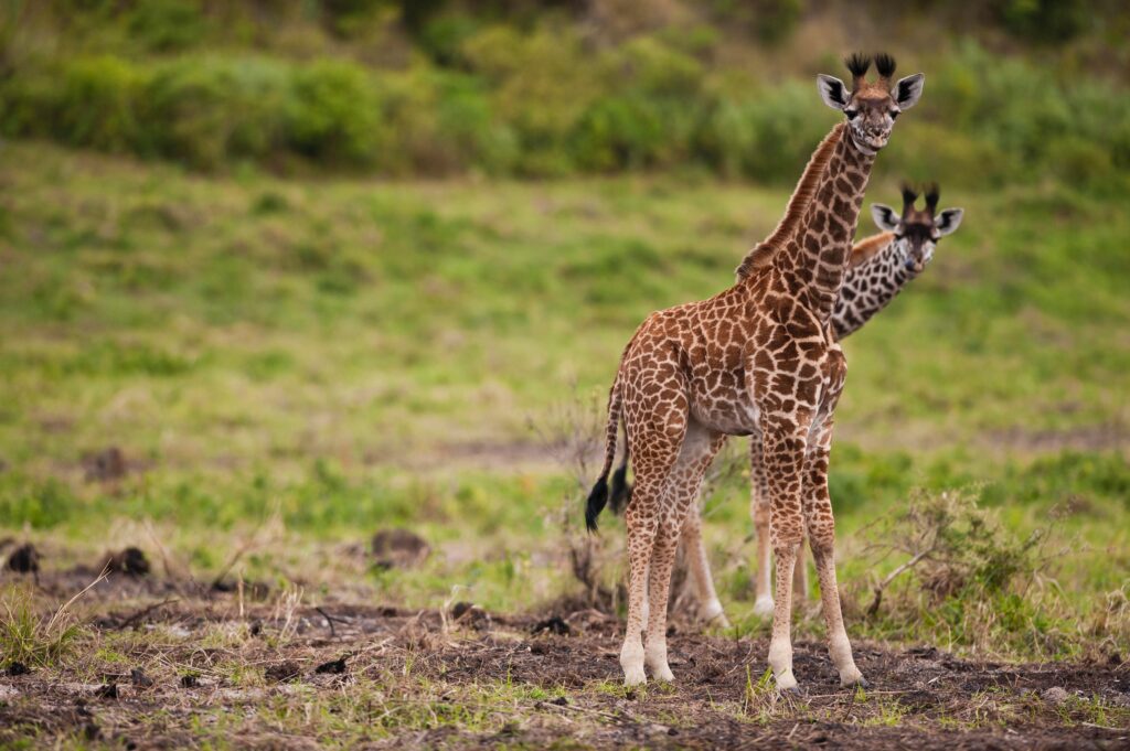 Two baby giraffes (Giraffa carmeopardalis) looking curious, Arusha National Park, Tanzania, Africa