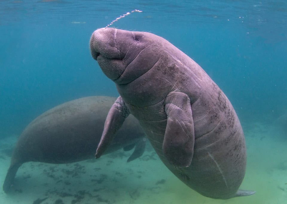 Manatees in Crystal River