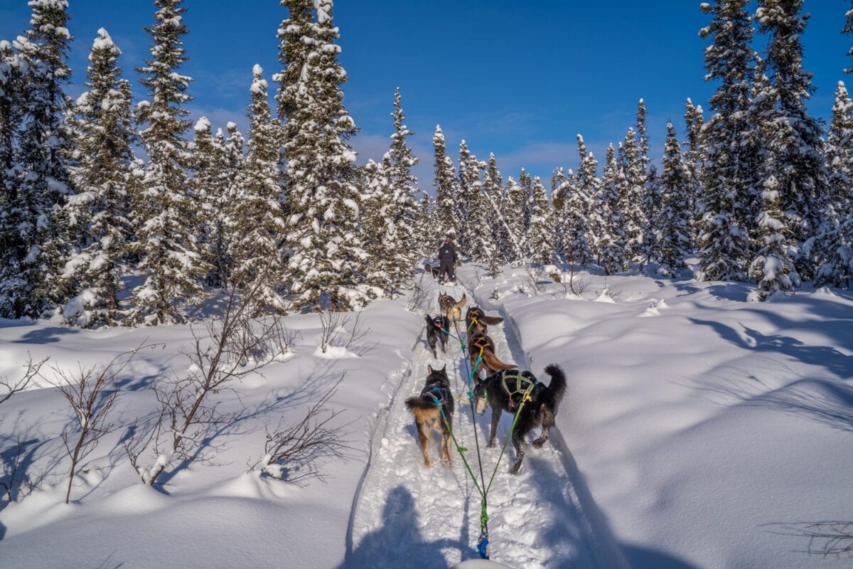 Dogsledding talkeetna