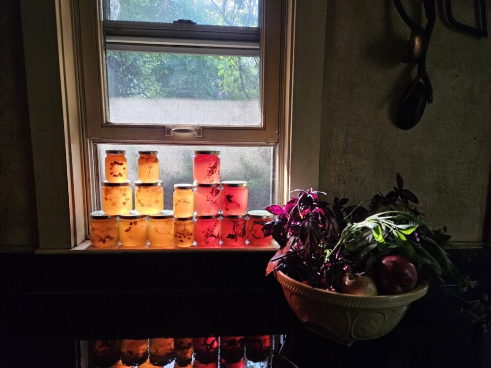 Jars of jelly in front of an open window, showing herbs inside each bottle