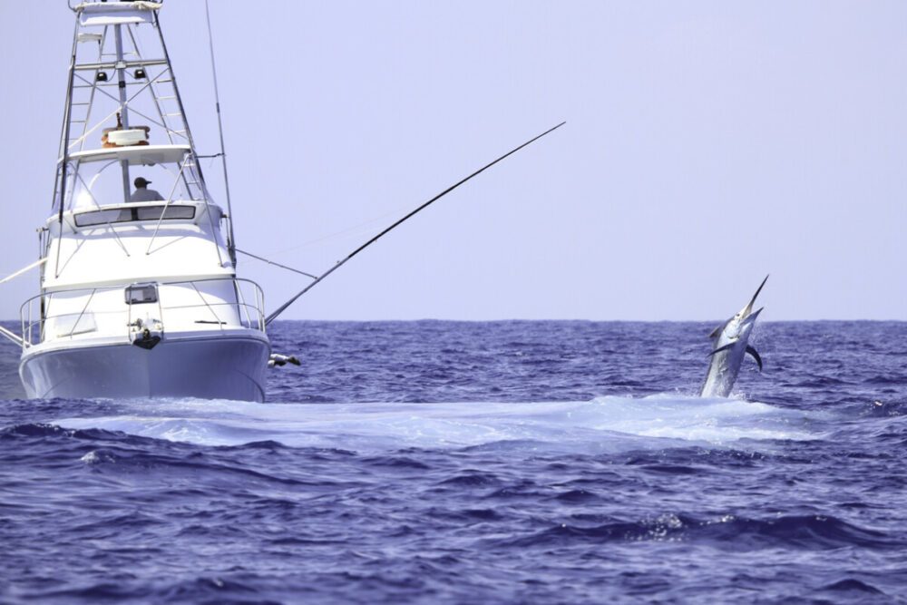 A big marlin jumps near a charter fishing game boat near Cairns.